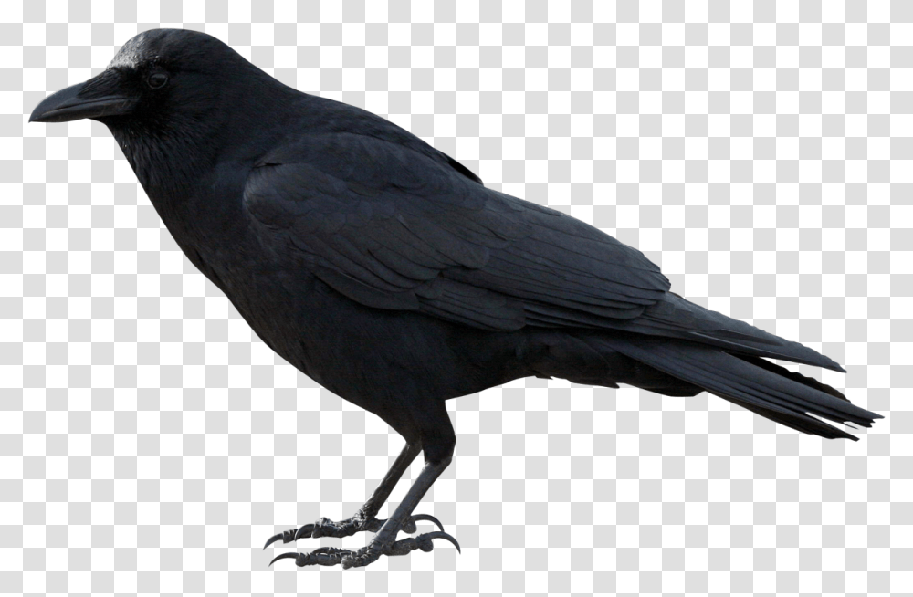 Raven, Bird, Animal, Crow, Blackbird Transparent Png