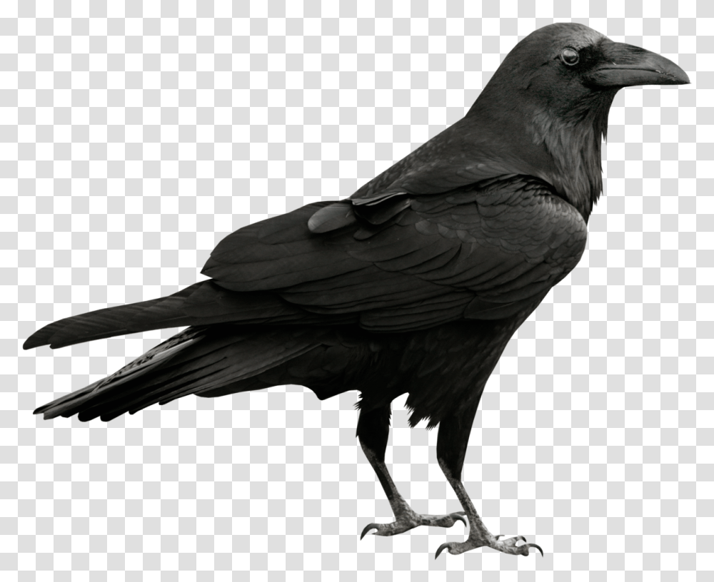 Raven, Bird, Animal, Crow Transparent Png