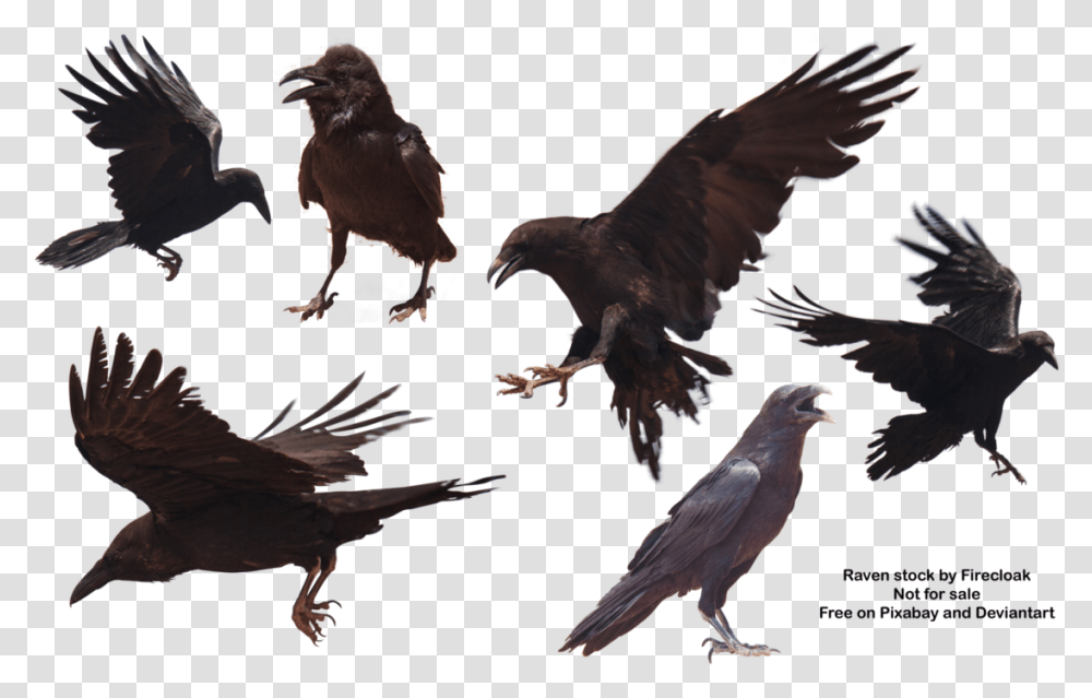 Raven, Bird, Animal, Eagle, Chicken Transparent Png