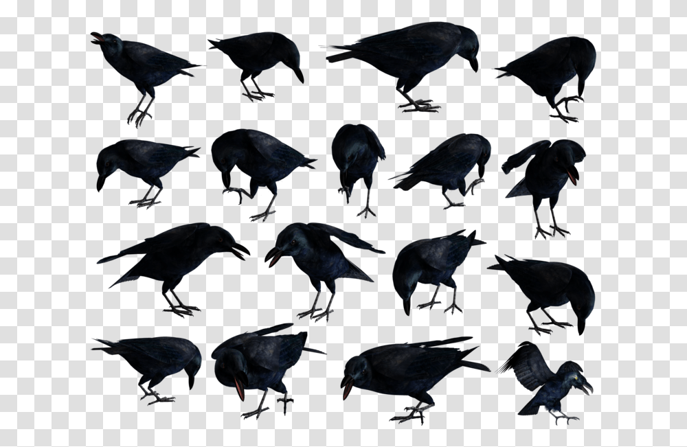Raven, Bird, Animal, Flock, Aquatic Transparent Png