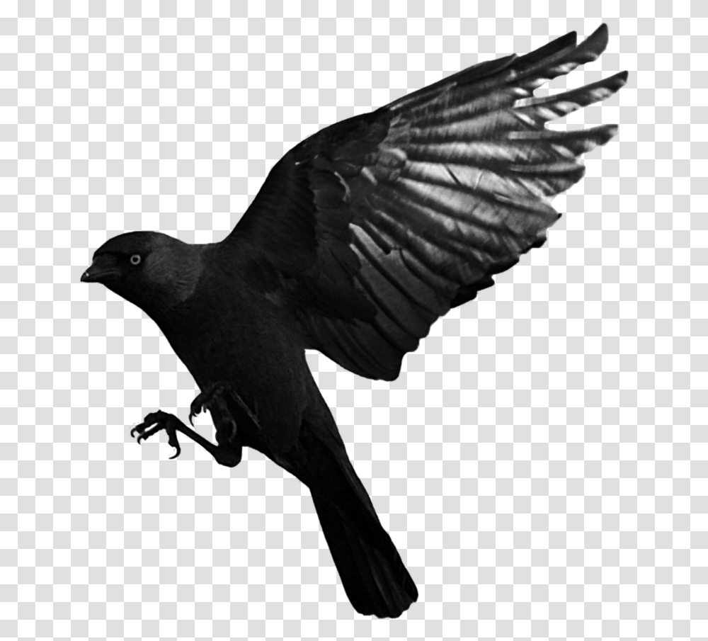 Raven, Bird, Animal, Flying, Blackbird Transparent Png