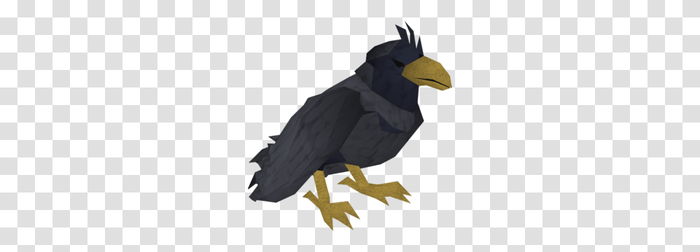 Raven, Bird, Animal, Person, Human Transparent Png