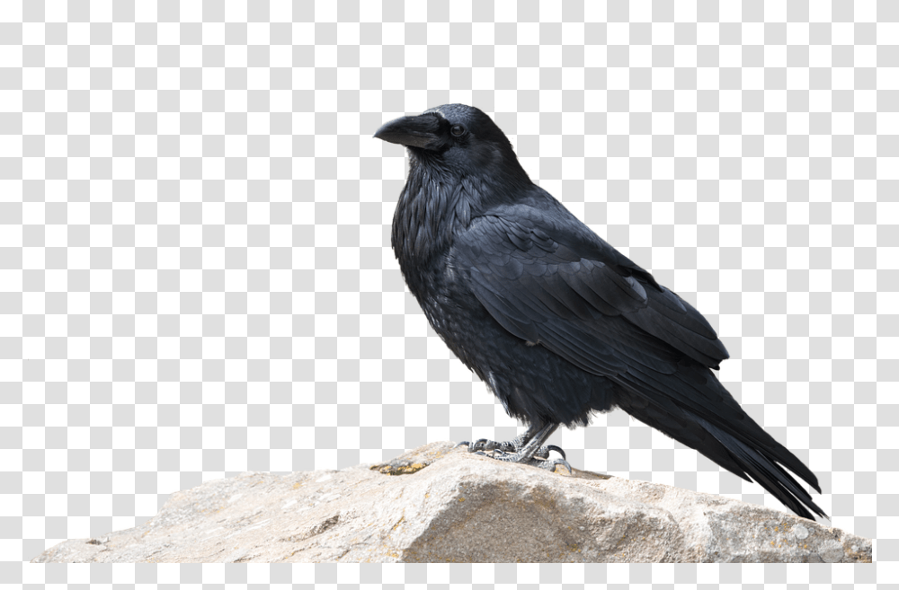 Raven Bird Animal World Nature Animal Wild Animal With Background, Crow, Blackbird, Agelaius Transparent Png