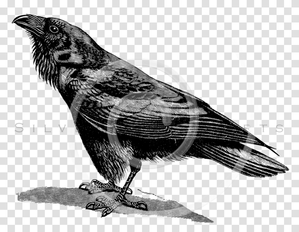 Raven Bird Black And White, Spiral, Coil, Tape Transparent Png