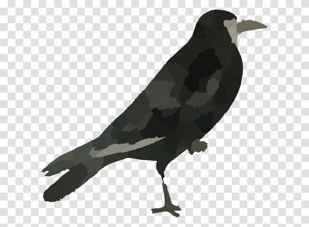 Raven Bird Hd Common Raven, Animal, Vulture, Quail, Blackbird Transparent Png