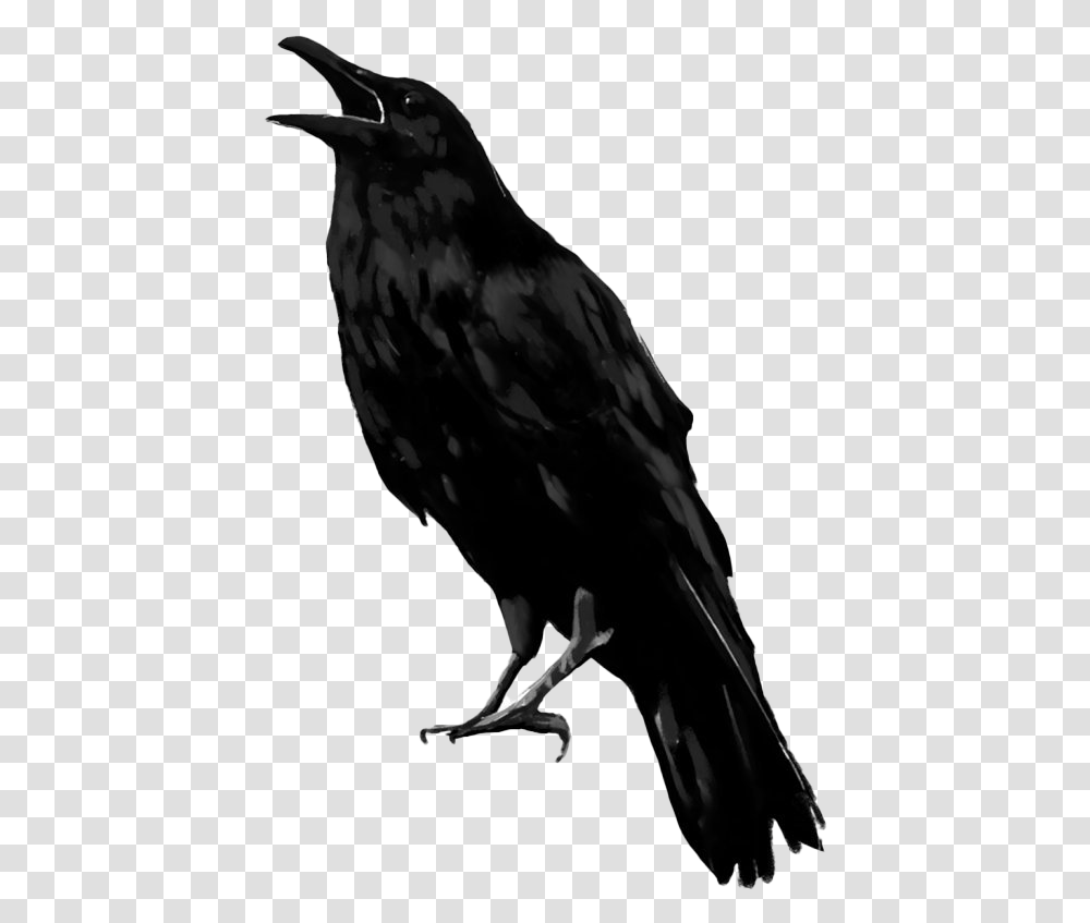 Raven Bird Image Raven, Animal, Vulture, Eagle, Crow Transparent Png