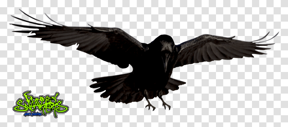Raven Bird Radiation Effects On Birds, Animal, Blackbird, Agelaius, Crow Transparent Png