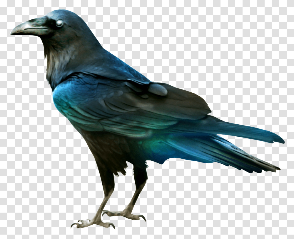 Raven Clipart, Bird, Animal, Jay, Blue Jay Transparent Png