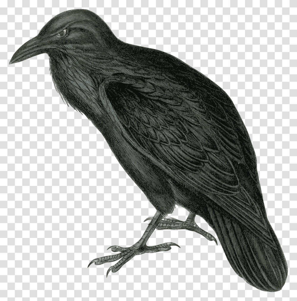 Raven Clipart, Bird, Animal, Waterfowl, Buzzard Transparent Png