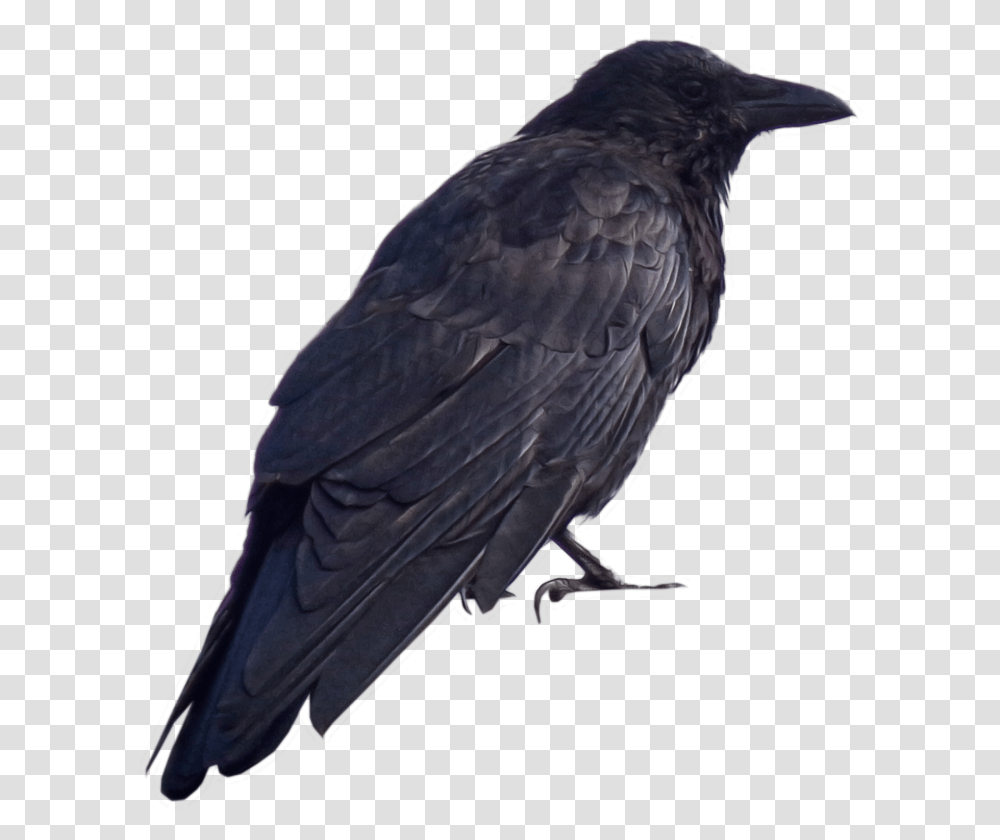 Raven Clipart Dark Souls Crow, Bird, Animal, Blackbird, Agelaius Transparent Png