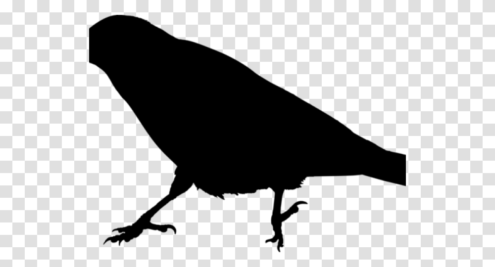 Raven Clipart Raven Bird Crow Meaning In Hindi, Gray, World Of Warcraft Transparent Png