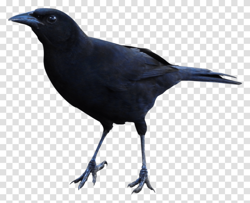 Raven Clipart Raven Gif, Bird, Animal, Blackbird, Agelaius Transparent Png