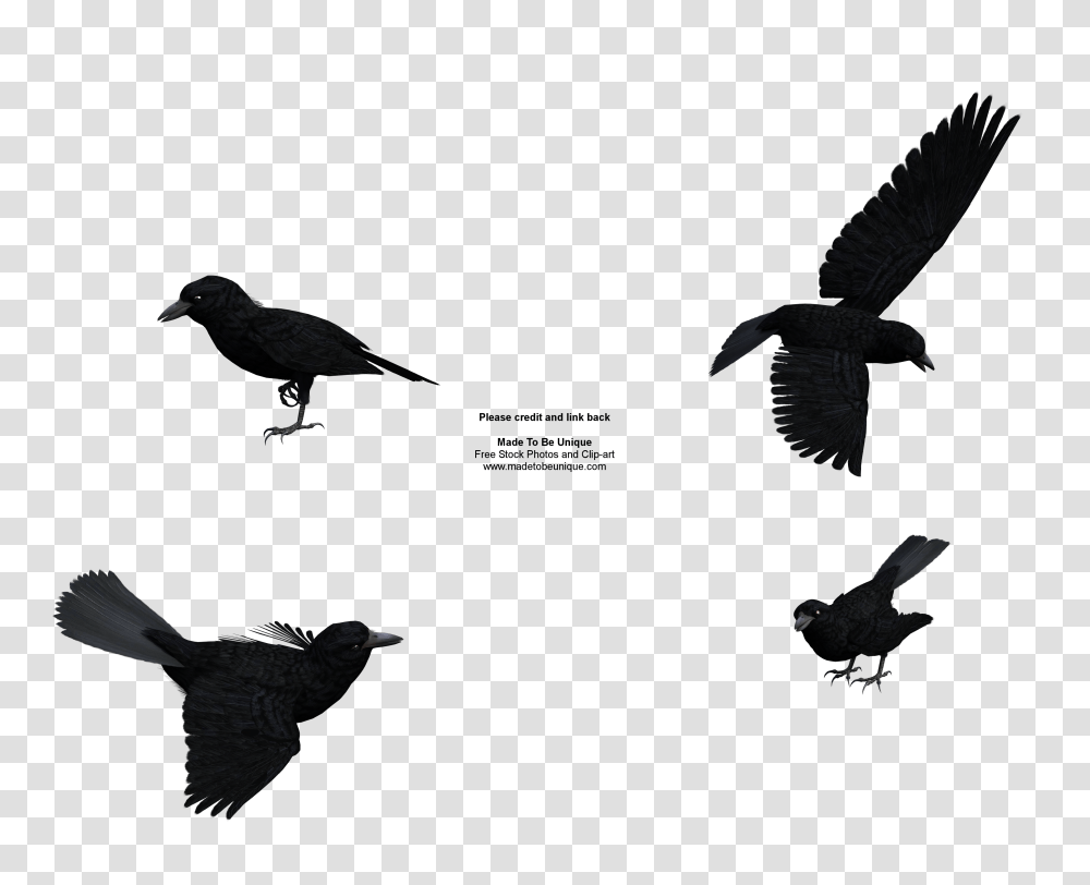 Raven Clipart Rook, Bird, Animal, Silhouette, Flying Transparent Png