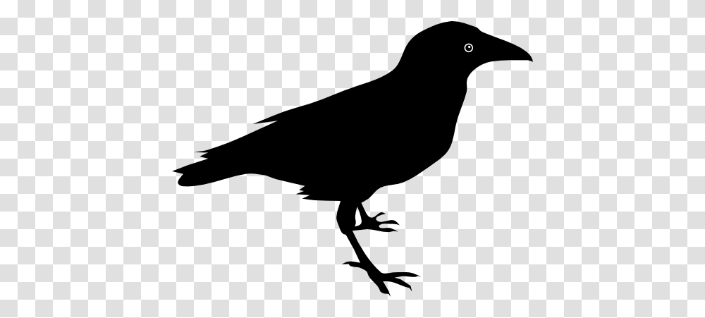 Raven Clipart, Silhouette, Blackbird, Animal, Agelaius Transparent Png