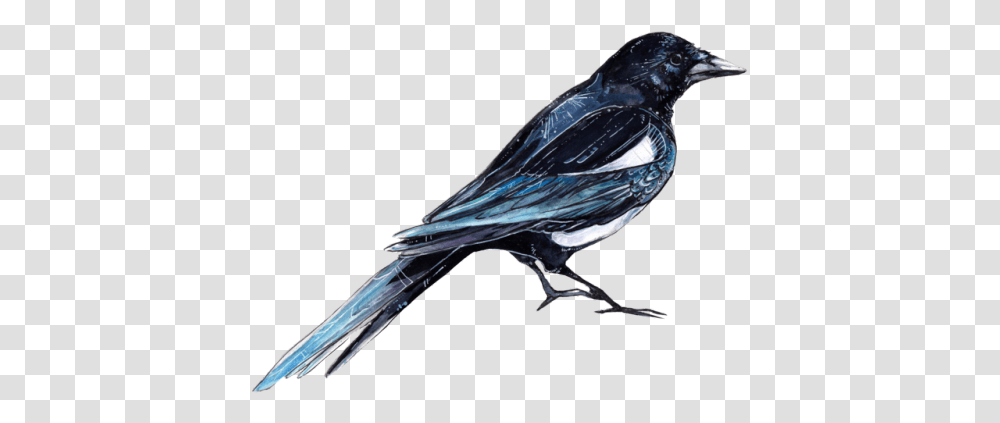 Raven Clipart Tumblr Bird, Animal, Jay, Blue Jay, Magpie Transparent Png