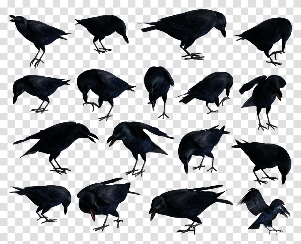 Raven Common Raven, Bird, Animal, Person, Human Transparent Png