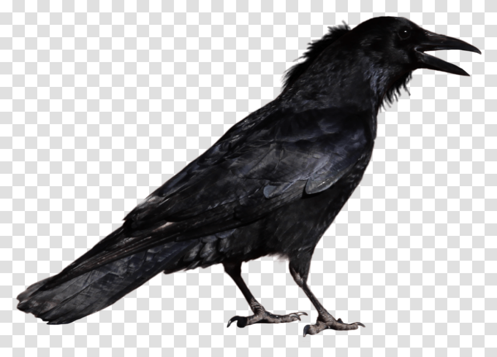 Raven Crow, Bird, Animal, Blackbird, Agelaius Transparent Png