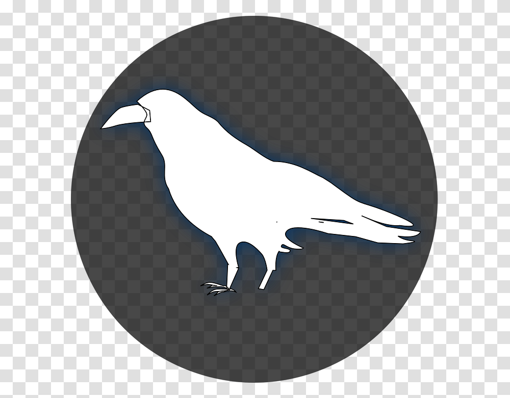 Raven Crow Bird White Raven Clipart, Animal, Silhouette, Beak, Flying Transparent Png