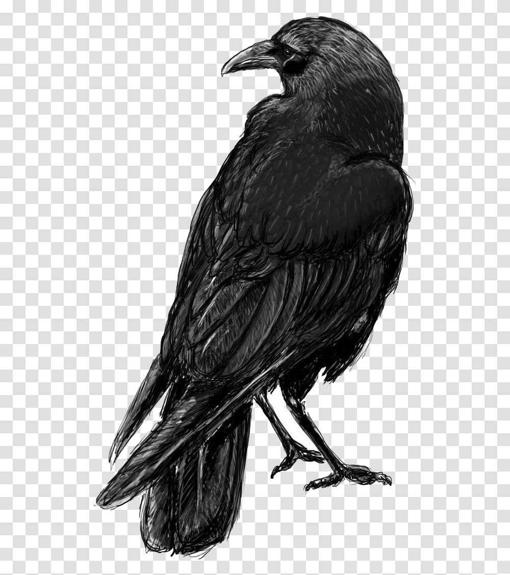 Raven Crow Sketch, Bird, Animal, Vulture, Blackbird Transparent Png
