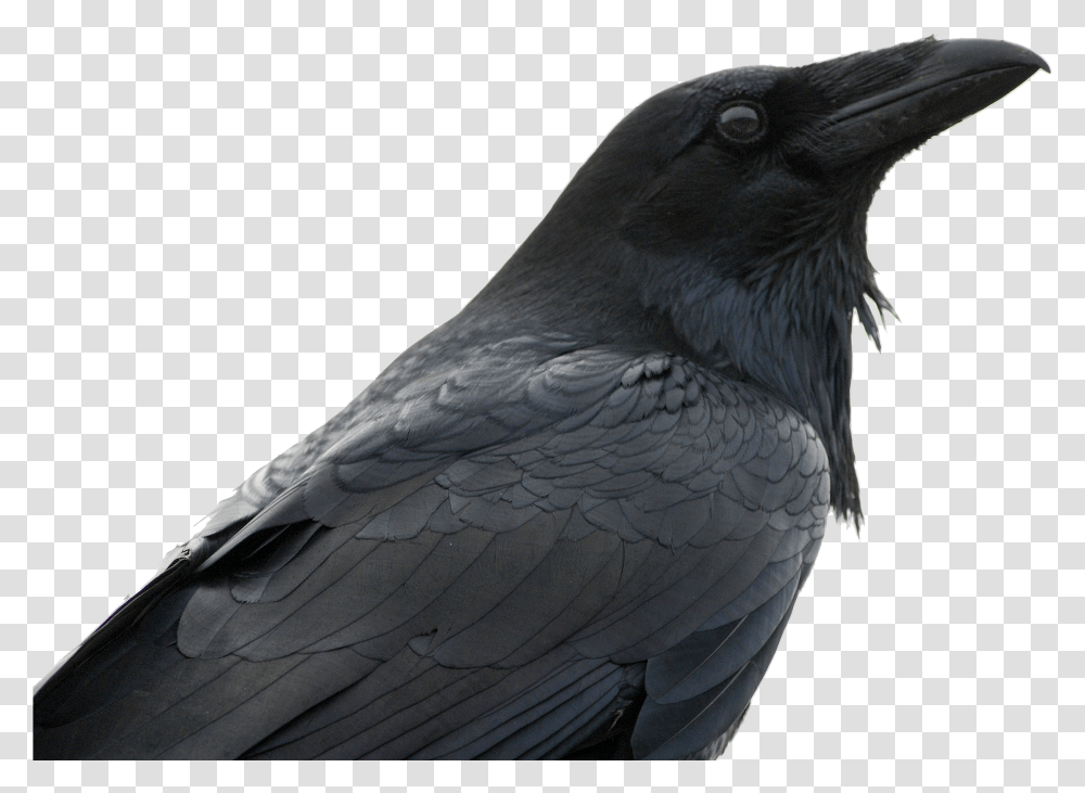 Raven Crows, Bird, Animal, Blackbird, Agelaius Transparent Png