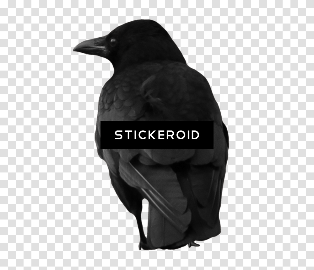 Raven Download Raven, Bird, Animal, Crow, Silhouette Transparent Png
