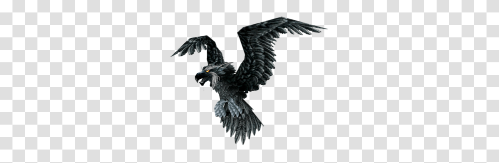 Raven, Eagle, Bird, Animal, Flying Transparent Png