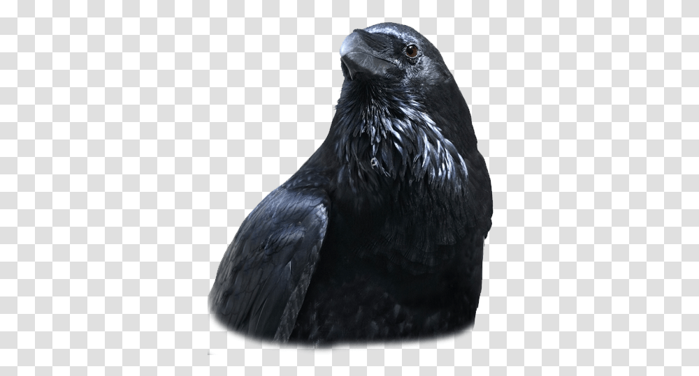 Raven Feather, Bird, Animal, Crow, Blackbird Transparent Png