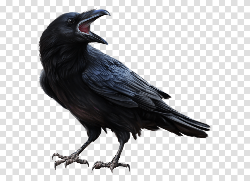 Raven Feather, Bird, Animal, Crow Transparent Png