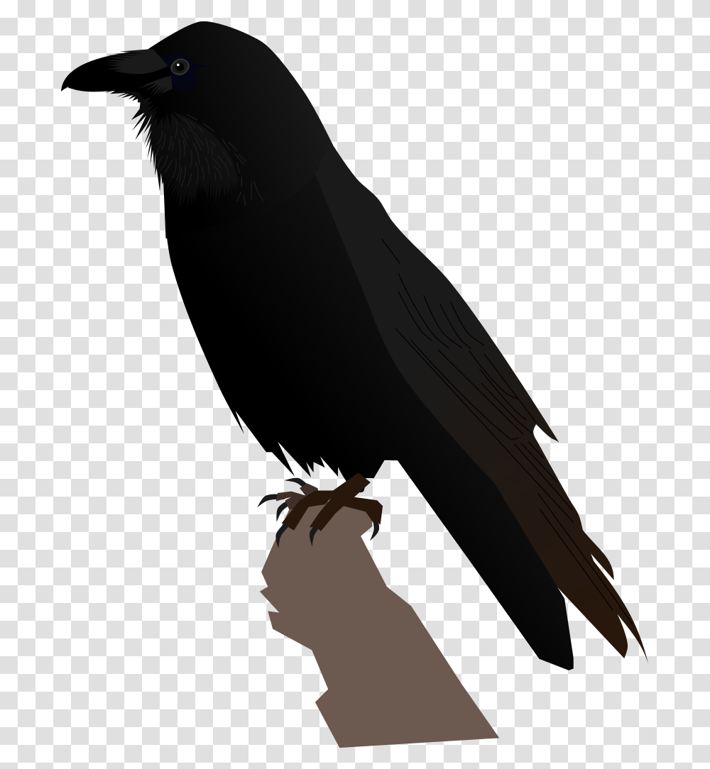 Raven Feather, Bird, Animal, Silhouette, Vulture Transparent Png