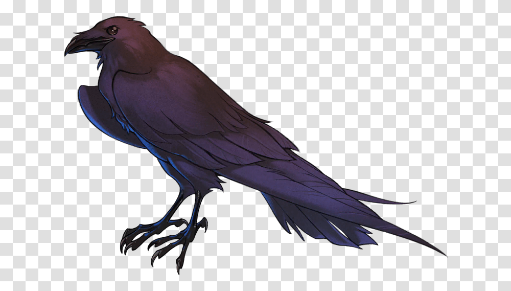 Raven Feather, Bird, Animal, Vulture, Crow Transparent Png