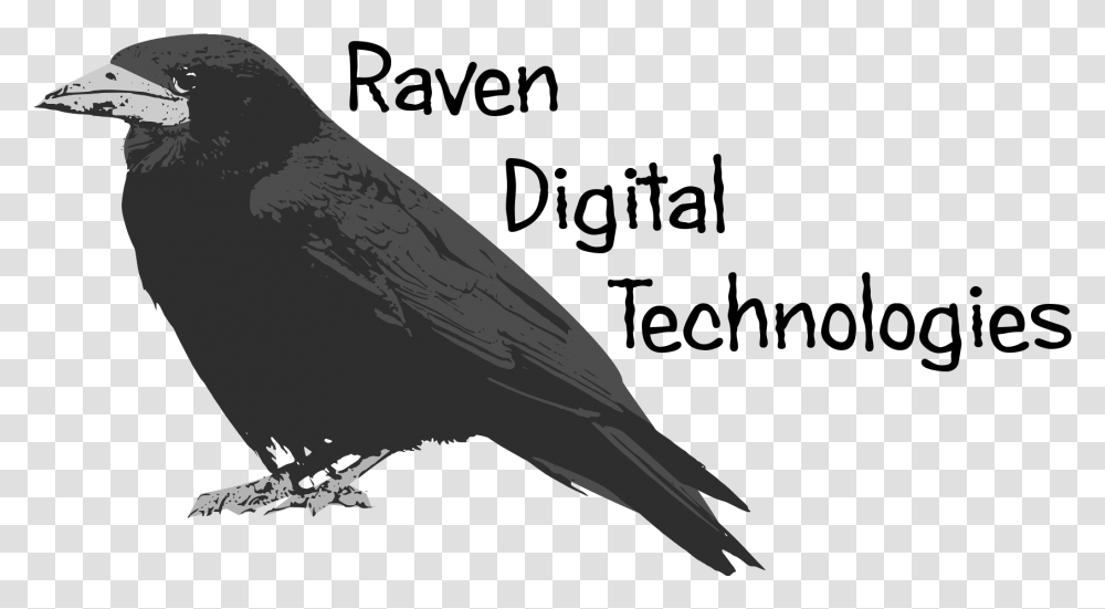 Raven Feather Raven Download Bird Of Prey Bird Of Prey, Animal, Crow, Silhouette, Nature Transparent Png