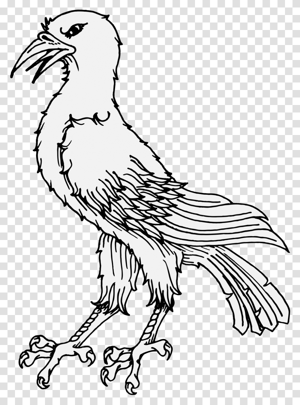 Raven Feather, Vulture, Bird, Animal, Eagle Transparent Png