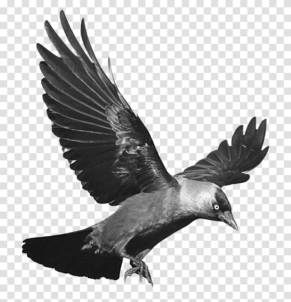 Raven Flying Background Background Crow Clipart, Bird, Animal, Eagle, Blackbird Transparent Png
