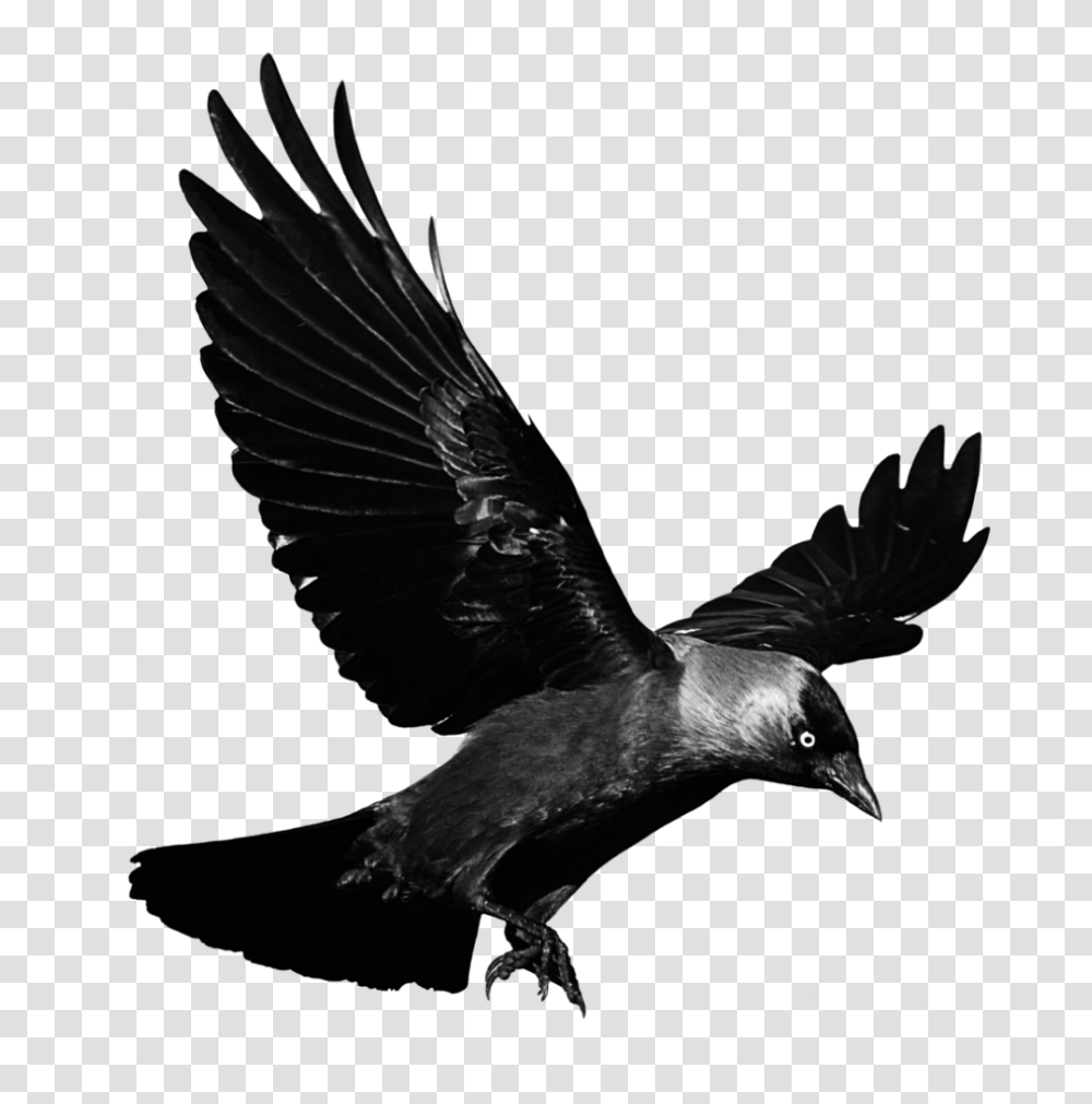 Raven Flying Background Crow, Bird, Animal, Blackbird, Agelaius Transparent Png
