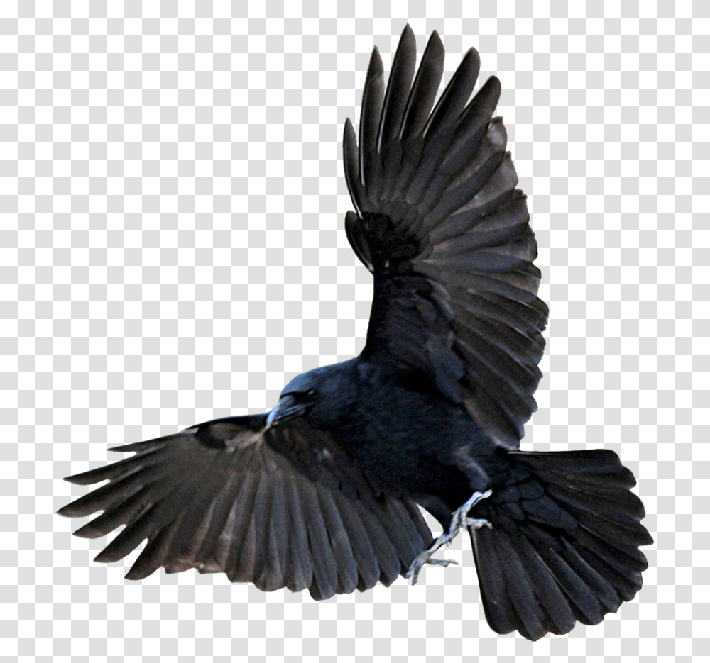 Raven Flying Crow, Bird, Animal, Blackbird, Agelaius Transparent Png