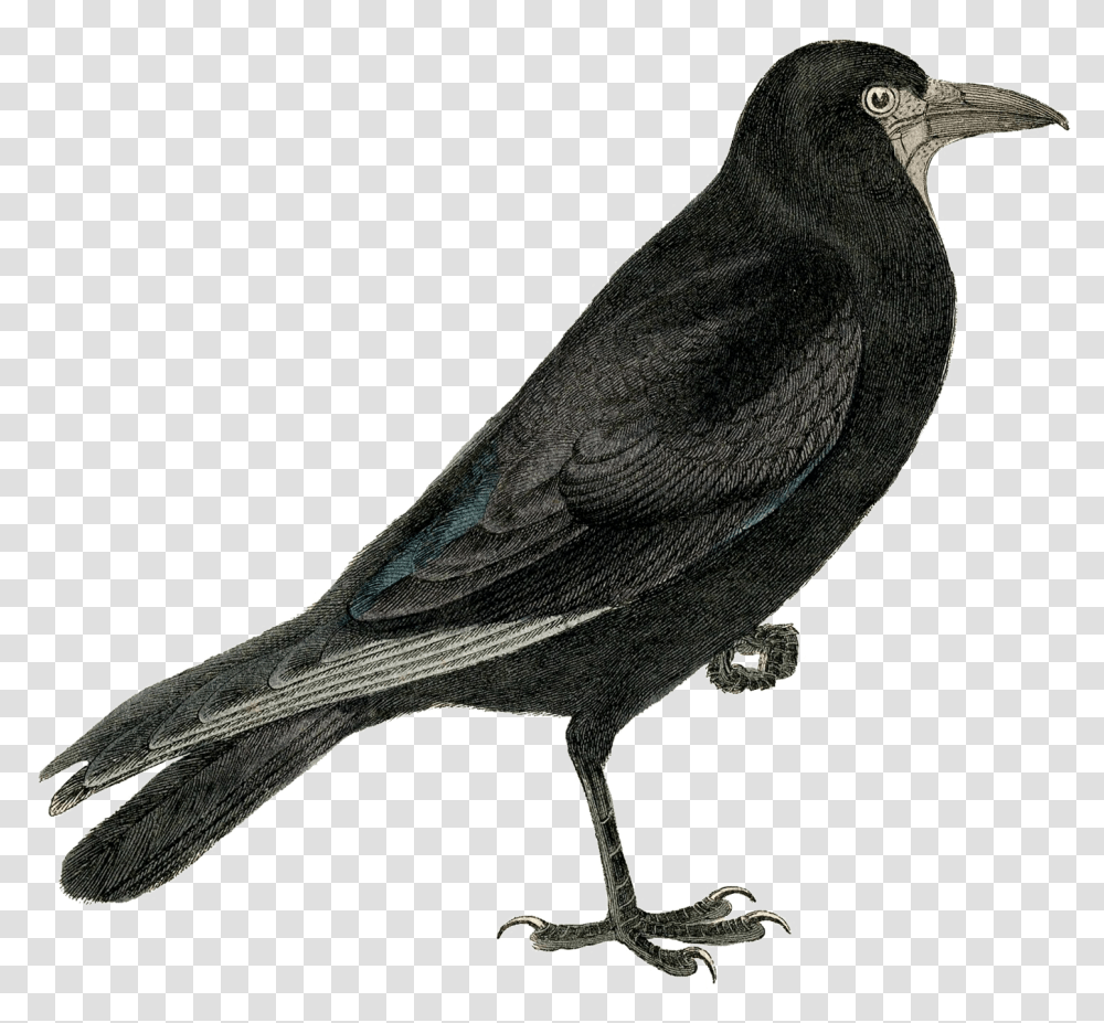 Raven Flying Crow Free, Bird, Animal, Blackbird, Agelaius Transparent Png