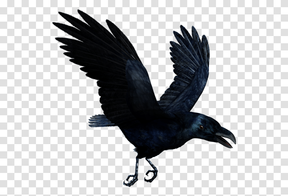Raven Flying Hd Flying Raven, Bird, Animal, Blackbird, Agelaius Transparent Png