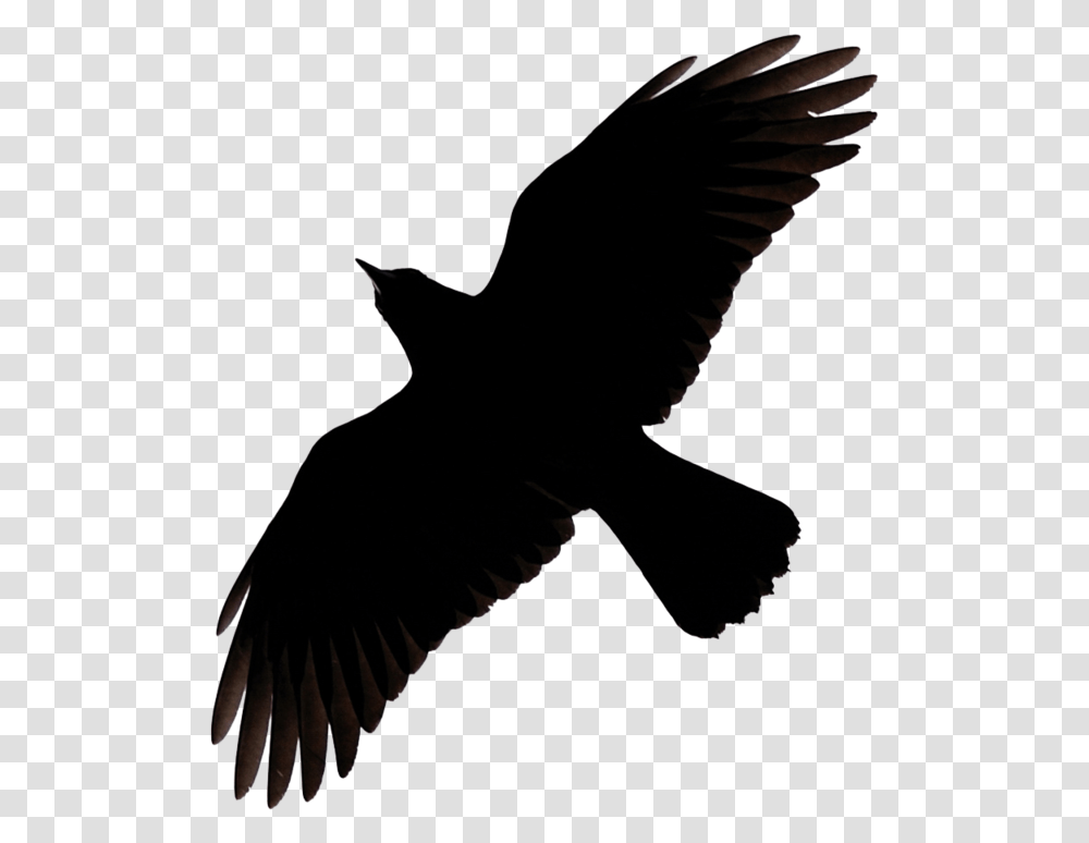Raven Flying Image Flying Raven Clipart, Bird, Animal, Silhouette, Leaf Transparent Png