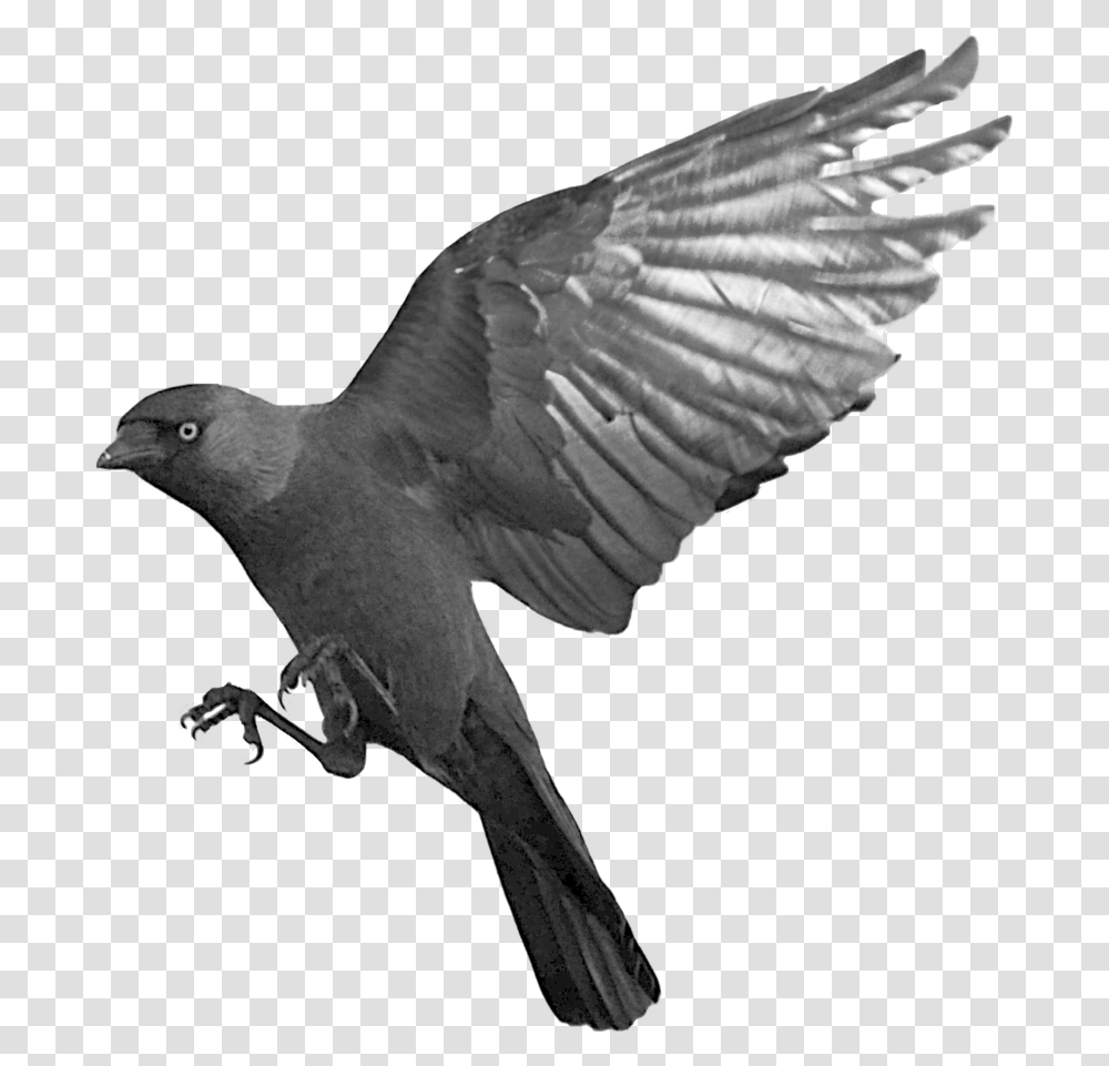 Raven Flying Raven, Bird, Animal, Pigeon, Dove Transparent Png