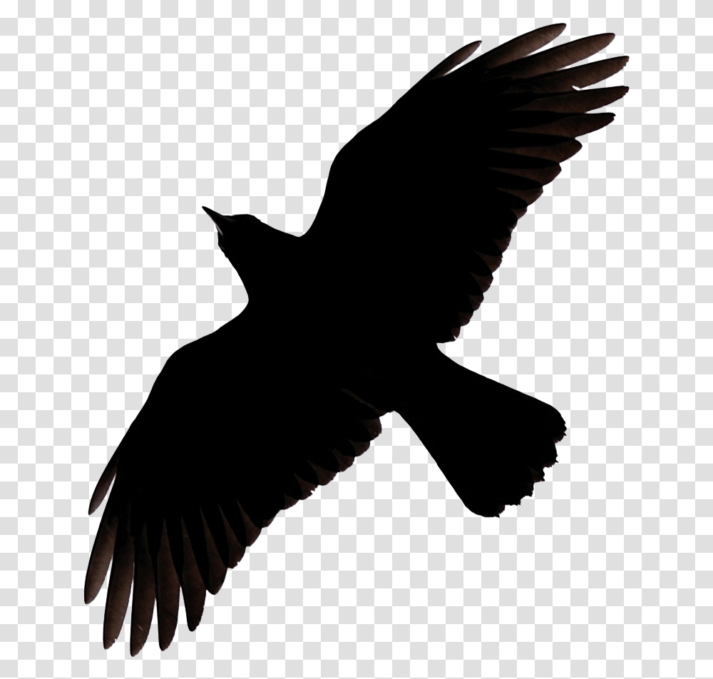 Raven Flying Raven Clipart, Bird, Animal, Silhouette, Leaf Transparent Png