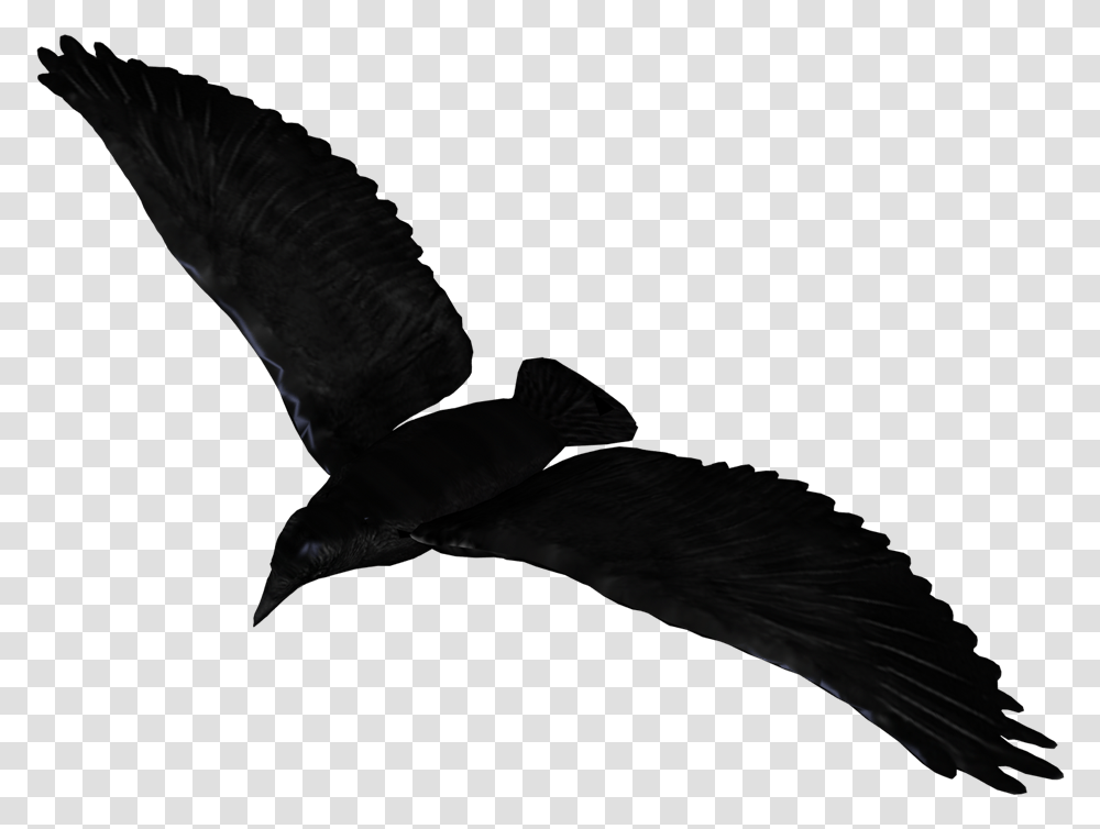 Raven Flying Raven Flying Background, Bird, Animal, Waterfowl, Kite Bird Transparent Png