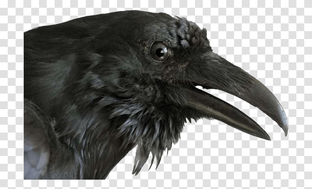 Raven Images Mart Raven Bird Head, Animal, Crow, Blackbird, Agelaius Transparent Png