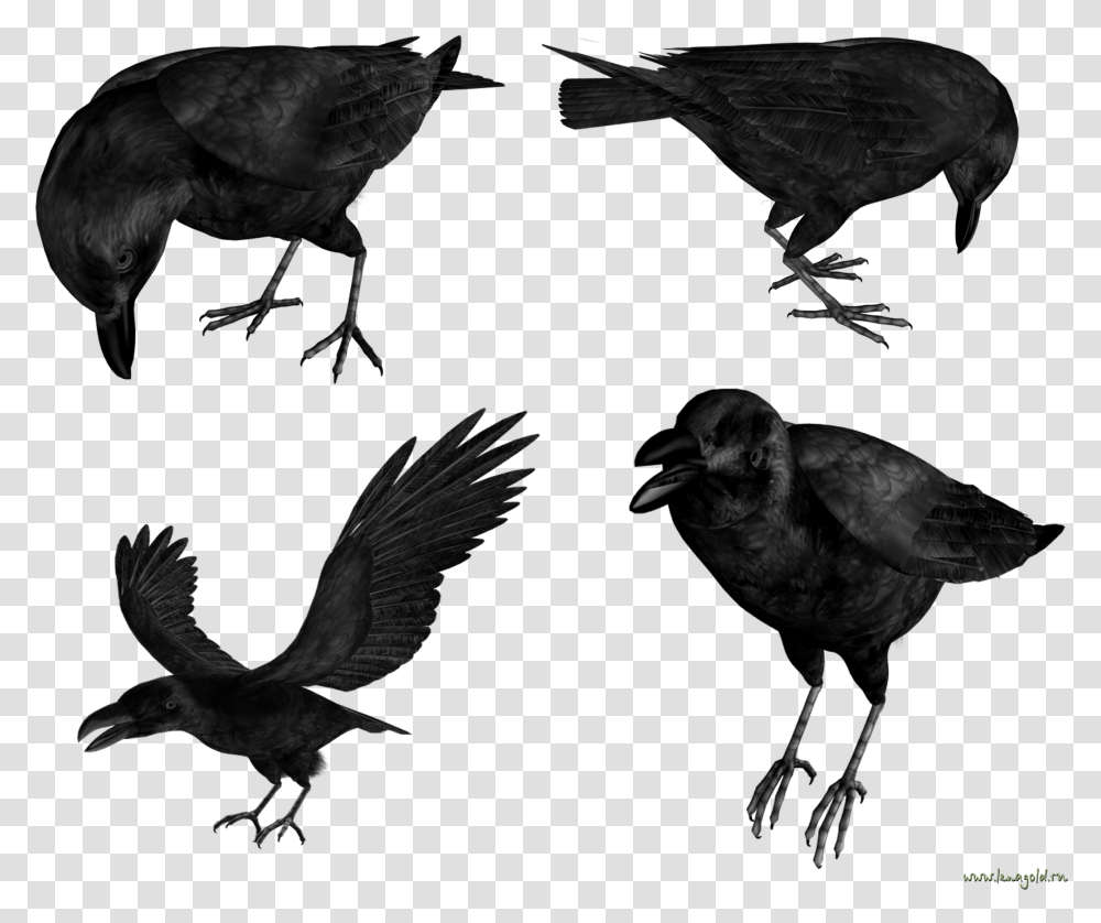 Raven In Flight, Bird, Animal, Crow, Blackbird Transparent Png