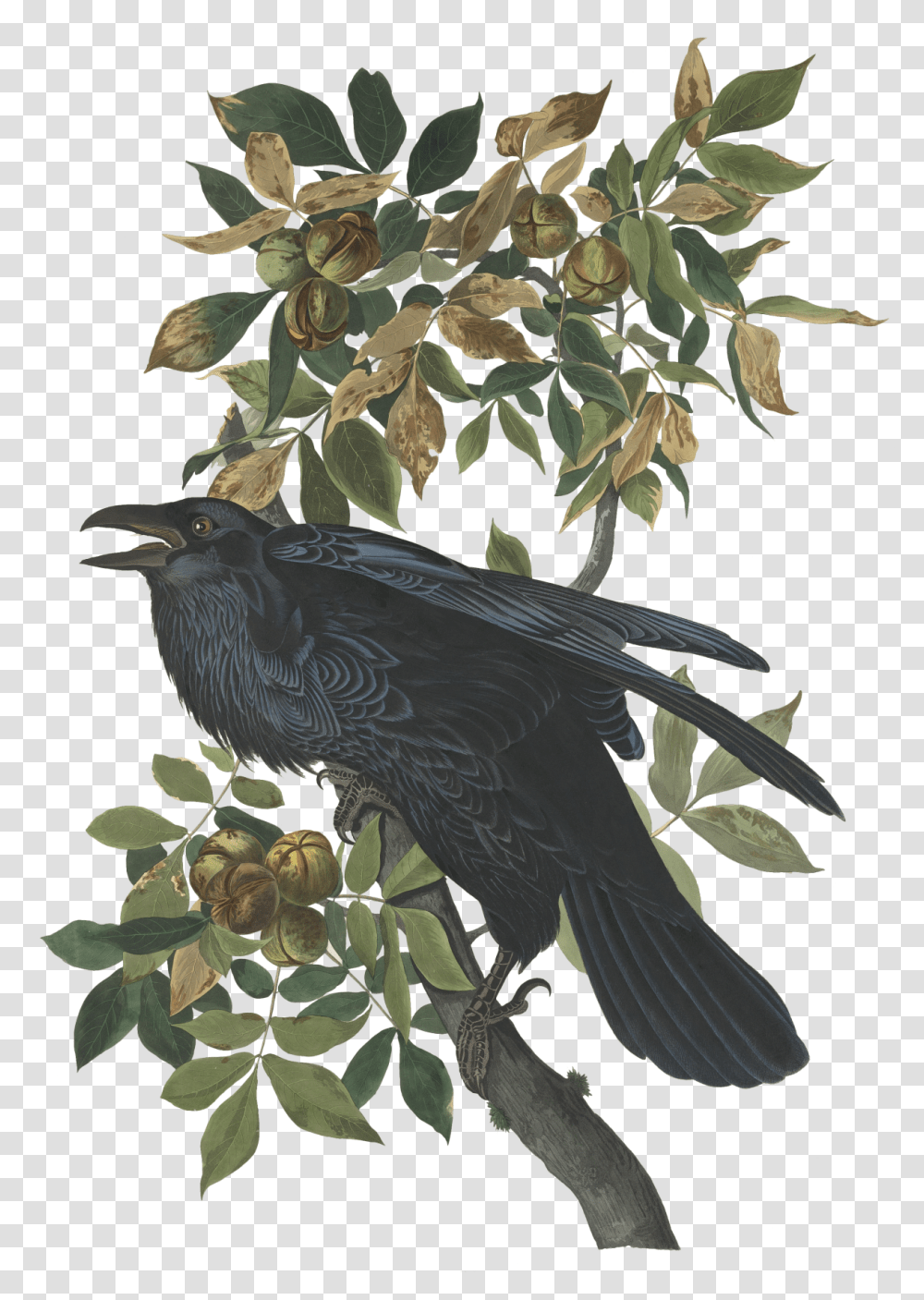 Raven John James Audubon Illustrations, Bird, Animal, Blackbird, Accipiter Transparent Png