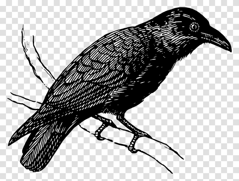 Raven On A Branch, Gray, World Of Warcraft Transparent Png