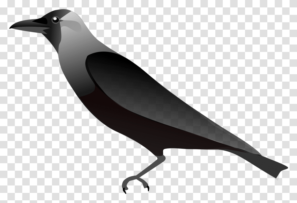 Raven Outline Pic Of Crow, Animal, Bird, Blackbird, Agelaius Transparent Png