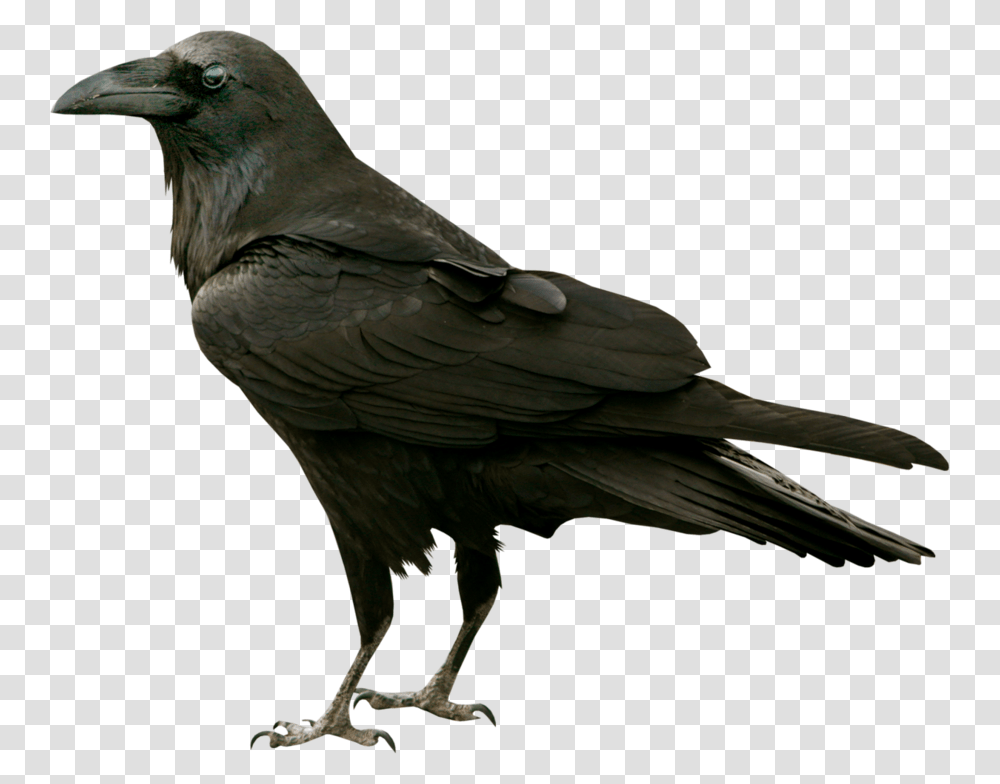 Raven Raven Bird No Background, Animal, Crow, Blackbird, Agelaius Transparent Png