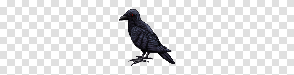 Raven Raven Images, Bird, Animal, Beak, Finch Transparent Png