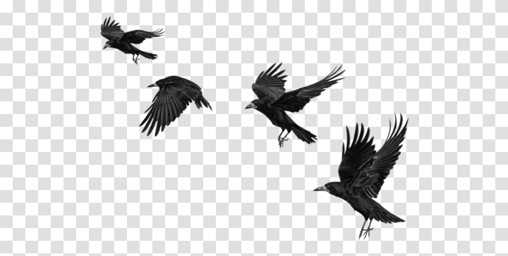 Raven Ravens Birds Bird Crow Crows Fly Blackbirds Crow For Picsart, Flying, Animal, Agelaius, Silhouette Transparent Png