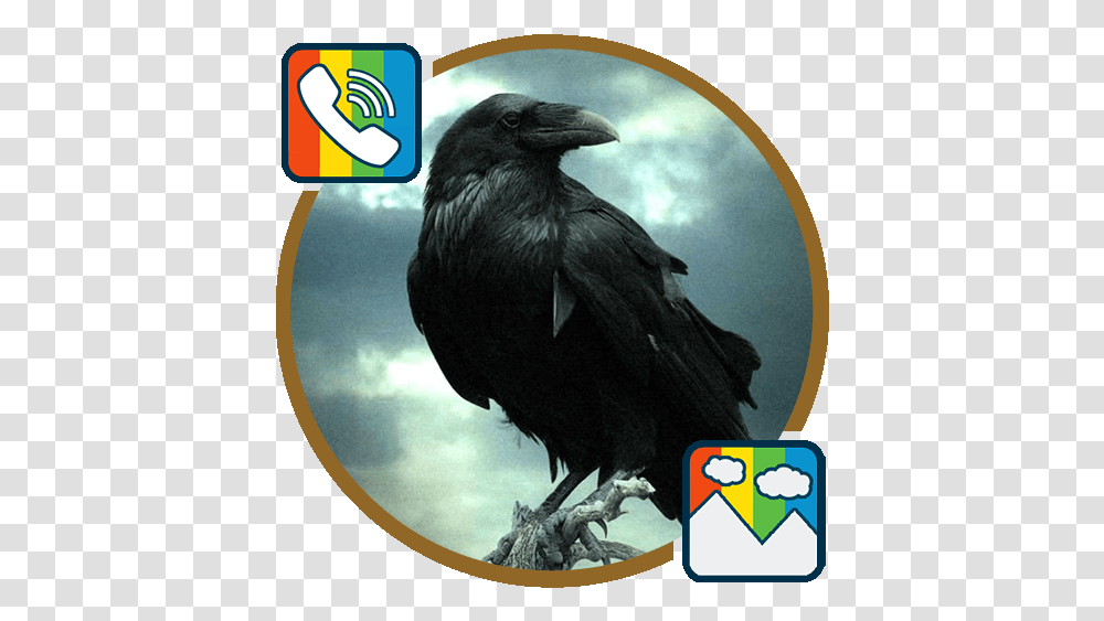 Raven Ringtones And Wallpapers - Apps On Google Play Crow Wallpaper Hd, Bird, Animal, Text, Blackbird Transparent Png